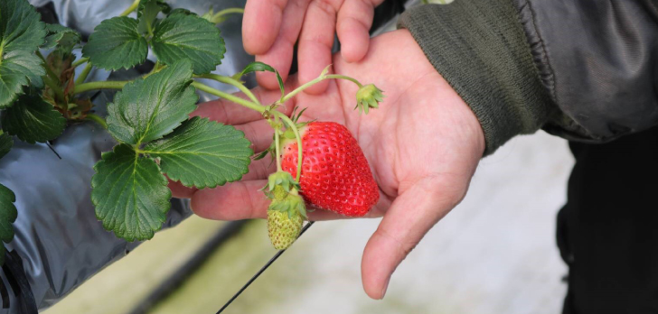 GLAMPROOK Strawberry Escape