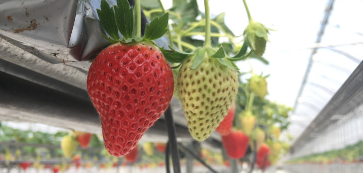 GLAMPROOK Strawberry Escape