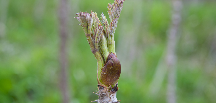 山菜採りプラン