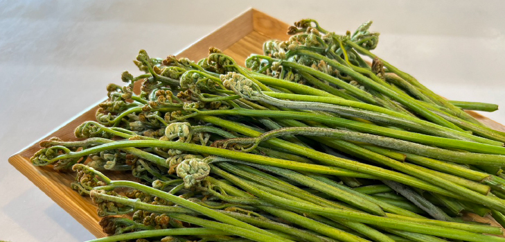 山菜採りプラン