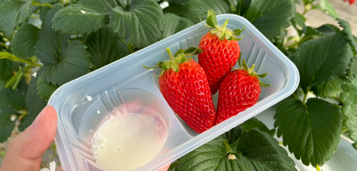 GLAMPROOK Strawberry Escape