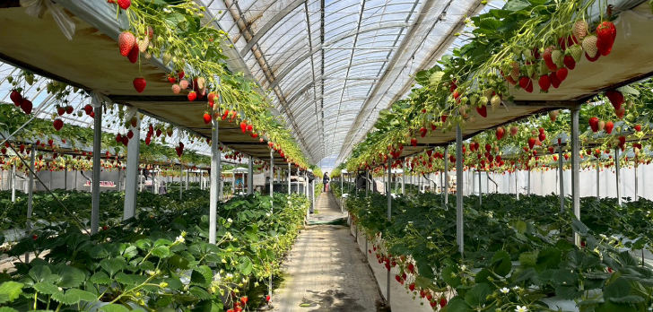 GLAMPROOK Strawberry Escape