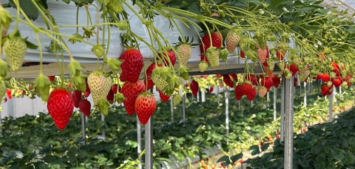 GLAMPROOK Strawberry Escape