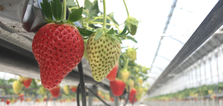 GLAMPROOK Strawberry Escape